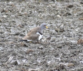 少し経つとヒナが出てきた