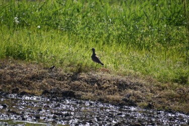 しばらくしてヒナが立ち上がった