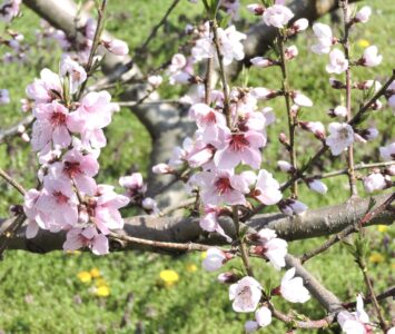 モモの花