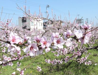モモの花