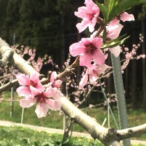 モモの花