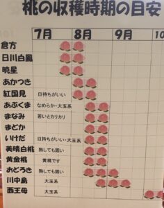 桃の品種と収穫時期