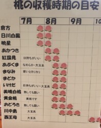 桃の品種と収穫時期