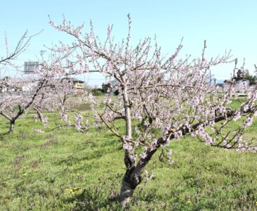 あかつきの花