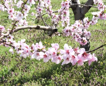 川中島の花