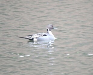 オナガガモのオス 原崎沼で
