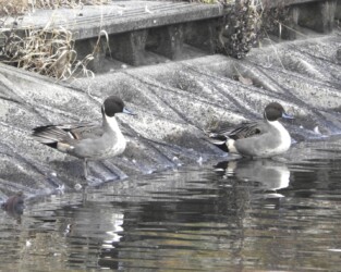 オナガガモのオス 原崎沼で
