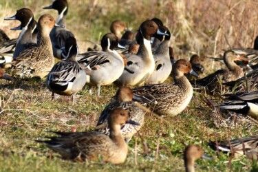 陸に上がった群れ