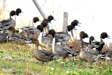 陸に上がった群れ