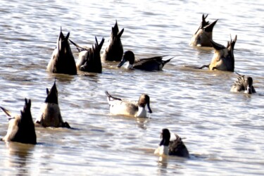 タケノコのような採餌風景