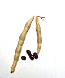 アズキの鞘と種