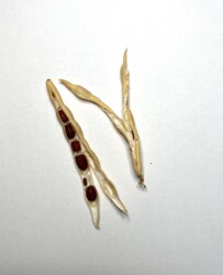 鞘の種とねじれた鞘