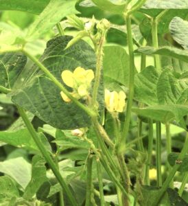 アズキの花