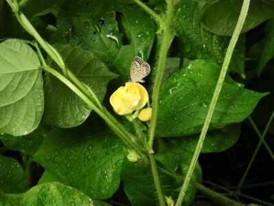 アズキの花