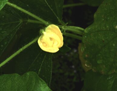 アズキの花