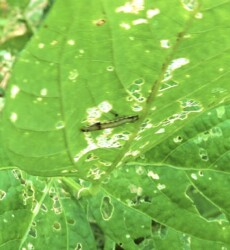 イモムシに食われた葉