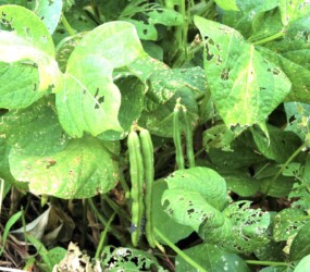 アズキができた鞘