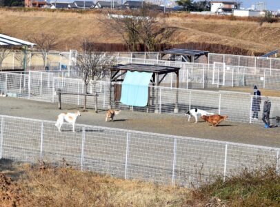 大型犬が遊ぶ