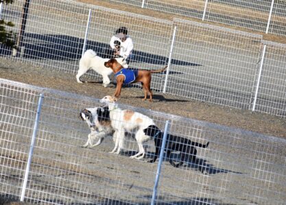 大型犬が遊ぶ