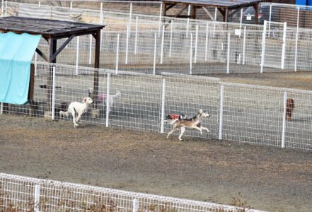 大型犬が遊ぶ