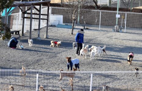 中型犬が遊ぶ