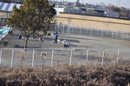 中型犬が遊ぶ