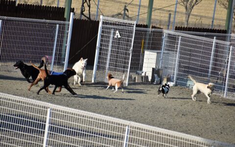 中型犬が遊ぶ
