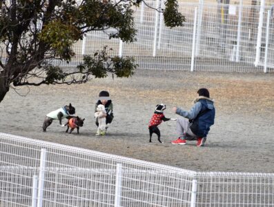 小型犬と遊ぶ