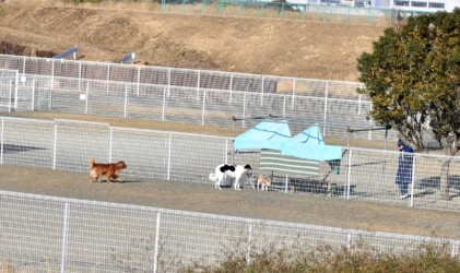 大型犬が網越しに小型犬に寄る