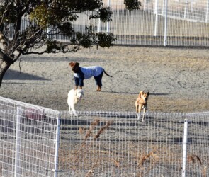 土手の私に近寄ってくる