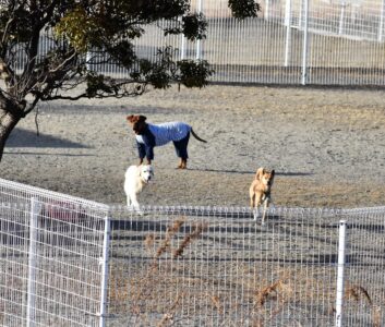 土手の私に近寄ってくる