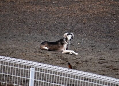 大型の狩猟犬か?
