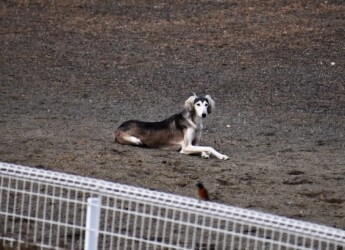 大型の狩猟犬か?