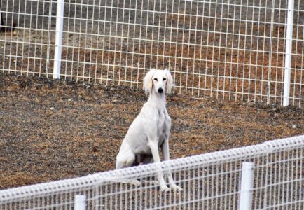 大型の狩猟犬か?