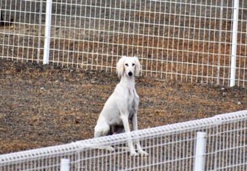 大型の狩猟犬か?