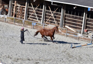 自分の意志で走っているように見えるウマ