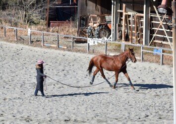 自分の意志で走っているように見えるウマ