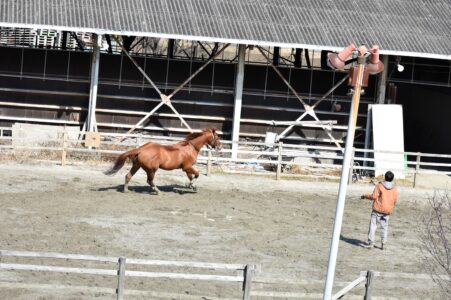 自分の意志で走っているように見えるウマ