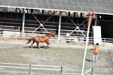 自分の意志で走っているように見えるウマ