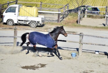 柵内で突然走り回るウマ