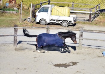 柵内で突然走り回るウマ