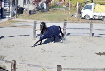 柵内で突然走り回るウマ