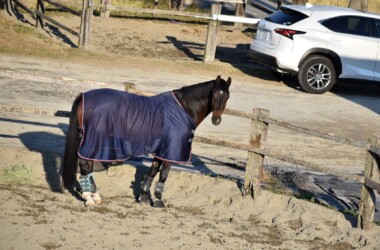 落ち着いて大人しくなったウマ