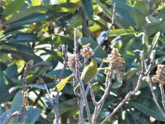 ビワの花を吸蜜中