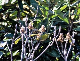 ビワの花の吸蜜中