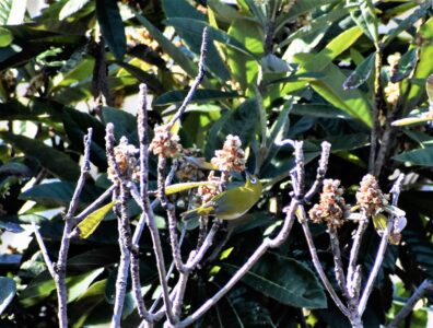 ビワの花の吸蜜中