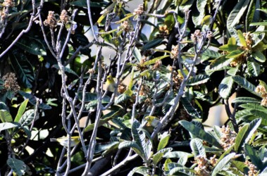 何羽いるかわかるかな?