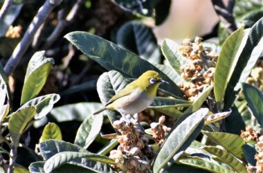 色々な顔立ちのメジロ