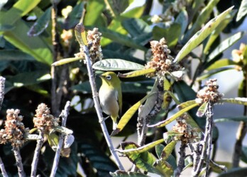 色々な顔立ちのメジロ