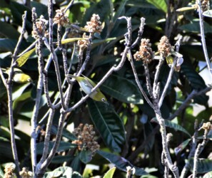 色々な顔立ちのメジロ